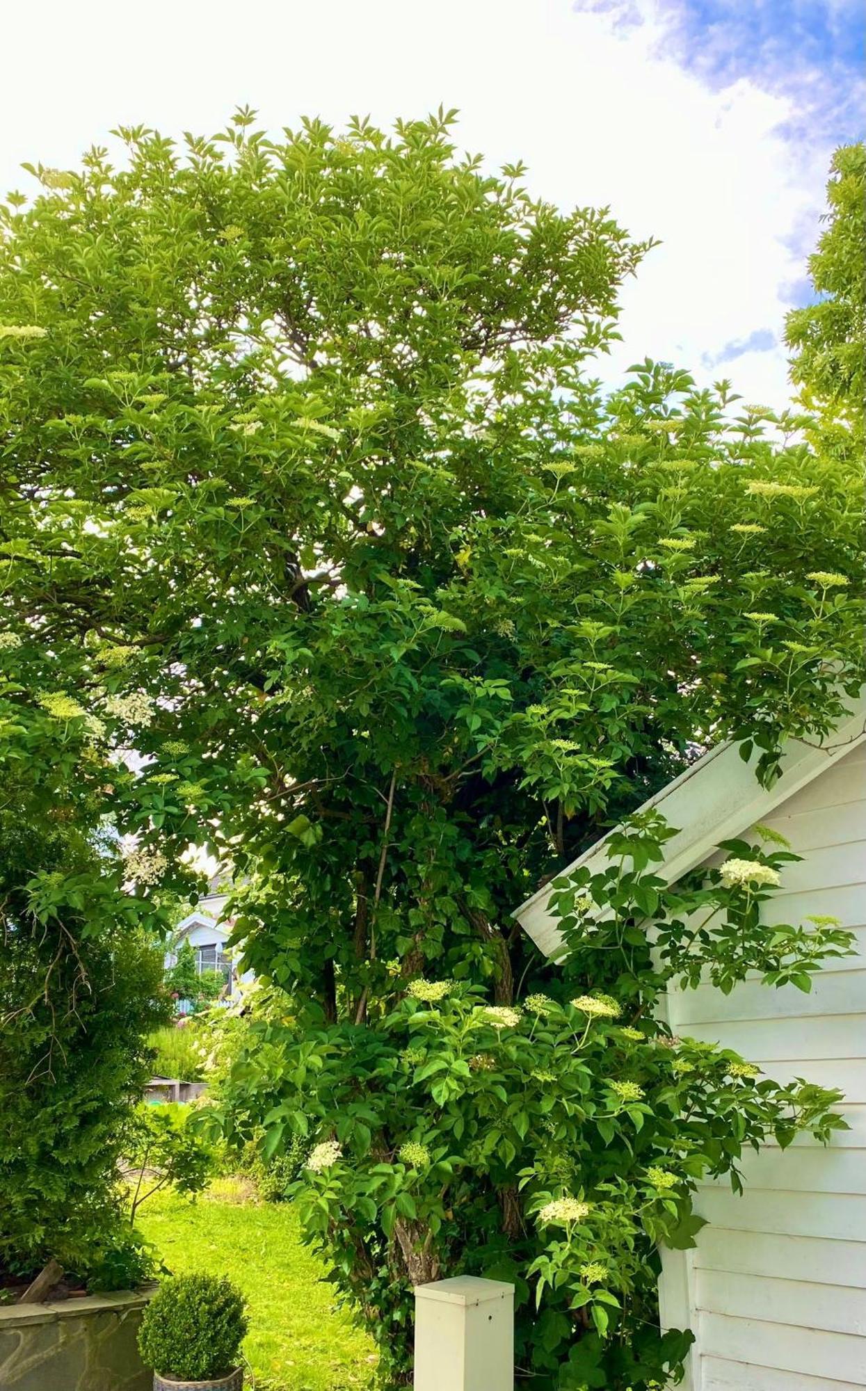 Down Town Apartment With Outside Area In Villa Kristiansand Buitenkant foto